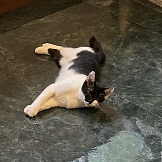 生後5ヶ月　子猫2匹譲渡します