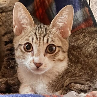 食べるの大好き♡ジンジャーくん