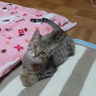 人なつこく愛らしいメス子猫