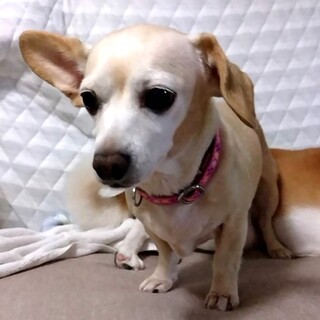 人懐こく甘えん坊なナナちゃんです（8才）