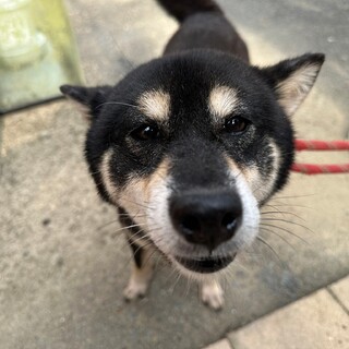 穏やかな黒柴の琴音ちゃん