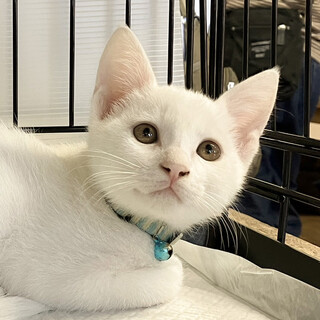 困り顔が可愛いナレナレ白猫男子⭐️ぼたん