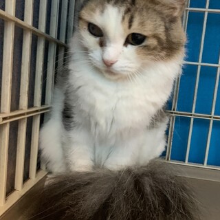 ノルウェージャン　６歳　女の子