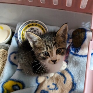 とても人懐っこいキジ白くん☆