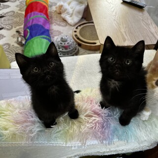 目のカラーが綺麗なブルー&グリーンアイの黒猫兄弟♪