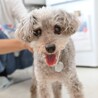 病気に負けず赤い糸を信じて家族募集しています！ サムネイル2