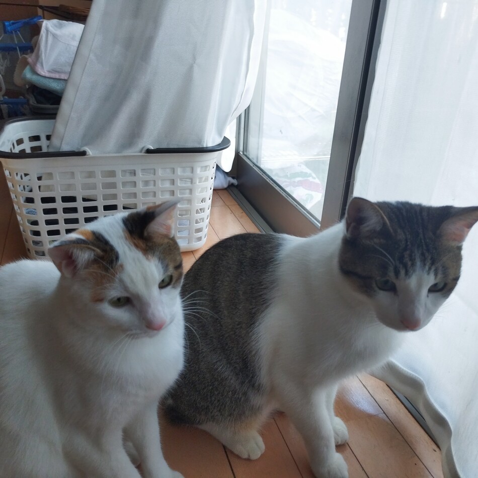 幸(こう)のカバー写真