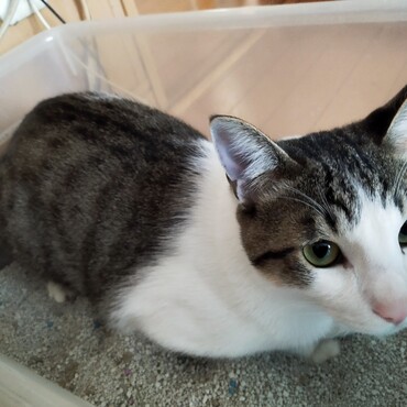 トイレ砂で落ち着いてます