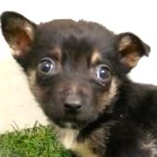 5-3-241◆可愛い子犬◆家族に迎えませんか？