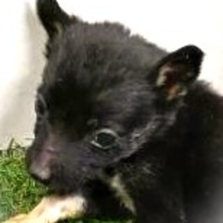 5-3-242◆可愛い子犬◆家族に迎えませんか？