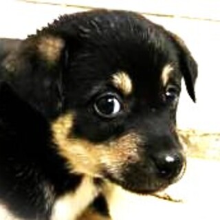 5-3-244◆可愛い子犬◆家族に迎えませんか？