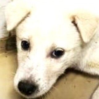 5-3-245◆可愛い子犬◆家族に迎えませんか？