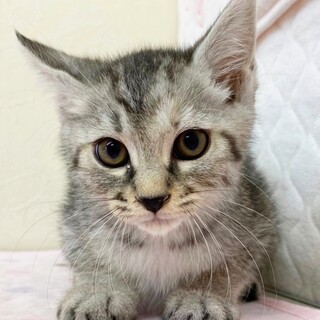 アイラインバッチリ美人ちゃん！約1ヶ月半