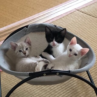 2日間倉庫で生き抜いた子猫