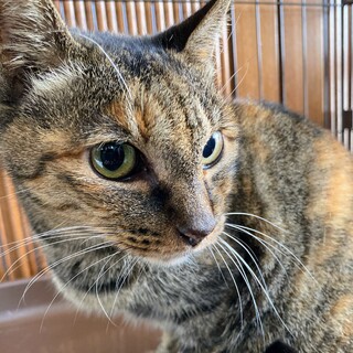 ダミ声がかわいい人馴れしたサビの女の子