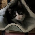 人見知りゼロの子猫、うしこちゃん