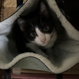 人見知りゼロの子猫、うしこちゃん