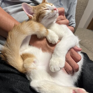 2023年6月生まれ◇なでなで大好き茶白くん♂