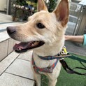 12キロ男の子、穏やか、留守番できます