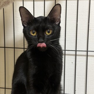 11/5赤羽♡ミルちゃん黒猫の甘えん坊です☆