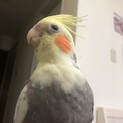 オカメインコ　（急ぎの為早めにお迎えできる方）