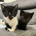 可愛い兄弟子猫の里親募集