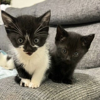 可愛い兄弟子猫の里親募集