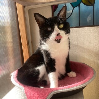 片足にハンデのある、穏やかなのりこちゃん