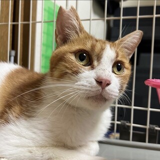 穏やかな茶白スタバくん(一時停止中)