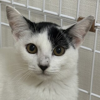 11/19赤羽譲渡会♡ななみちゃん瞳に恋しちゃう♡