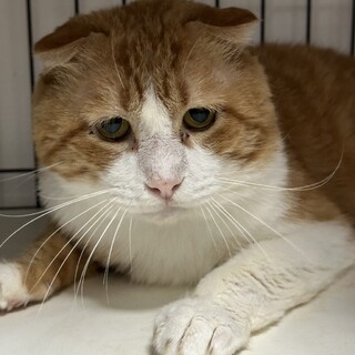 12/3赤羽譲渡会♡ふ～ちゃんスコティシュ☆彡/