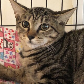 11/19赤羽譲渡会♡ランちゃん目が綺麗な美猫☆彡