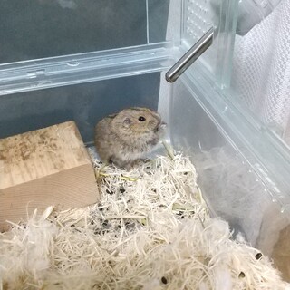 ステップレミング里親募集