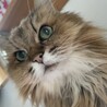 ぽちゃきー