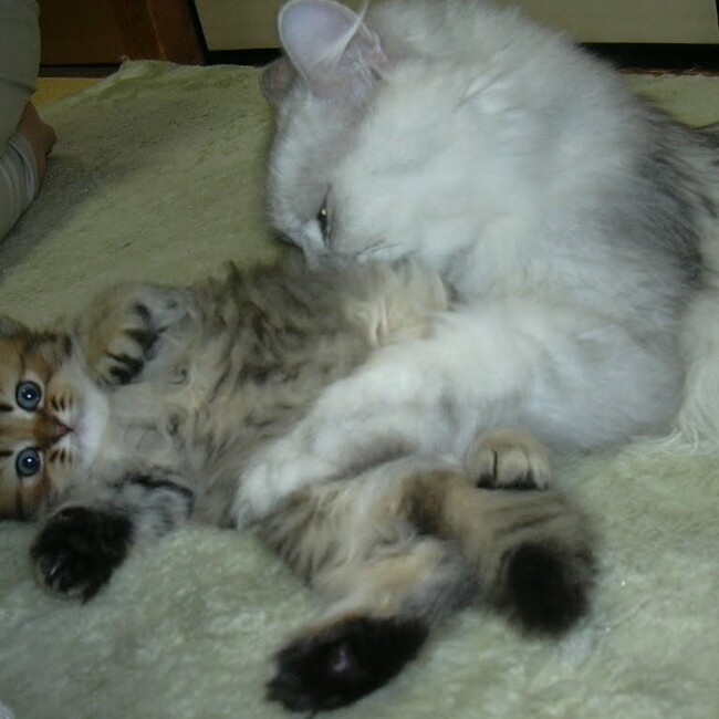 ぽちゃきーのカバー写真