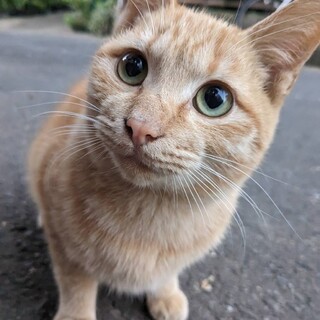 人懐こい茶トラの子猫＜男の子＞