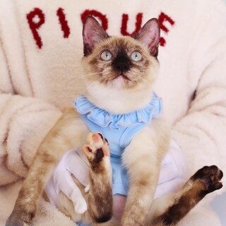 おしゃべりが上手な甘えんぼ☆とろちゃん