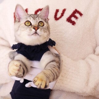 べったり甘えんぼな☆しおさばちゃん