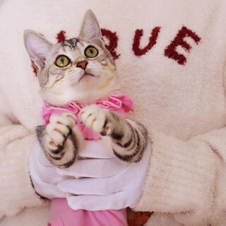 おっとりマイペースな☆しめさばちゃん