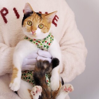 なでなでが大好きな甘えんぼ☆あんみつちゃん