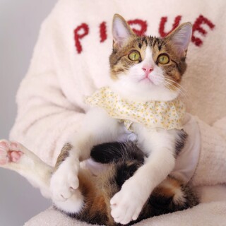 甘えんぼな3本脚の天使☆杏仁ちゃん