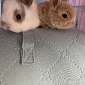 生後2週間　子ウサギ