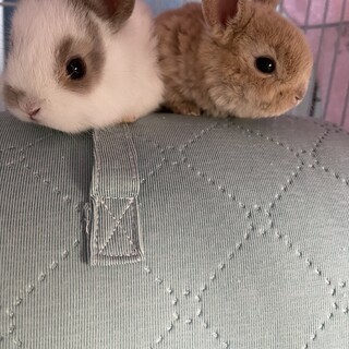 生後2週間　子ウサギ