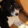 ボーダー＆ハスキーのミックスで、元保護犬　“カンタ”さん！