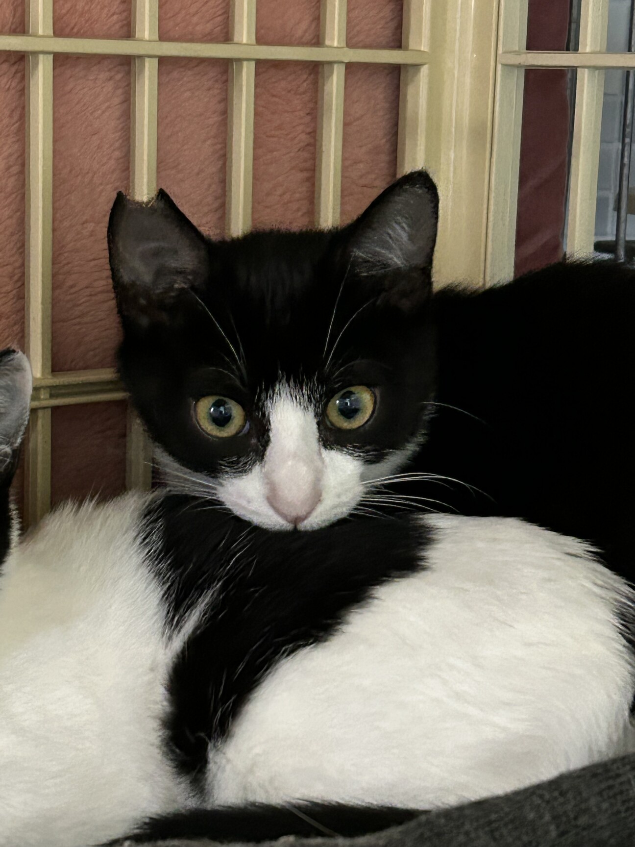 ふんばり親子猫　ハチワレ ふんばり親子猫 ハチワレ 里親決定 猫 - 東京・神奈川・千葉