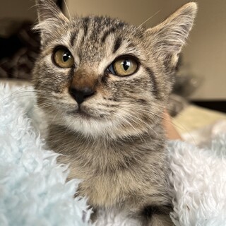 キジトラ　女の子　4ヶ月