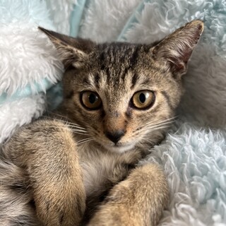 キジトラ　男の子　3ヶ月