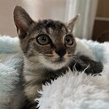 キジトラ　男の子　3ヶ月