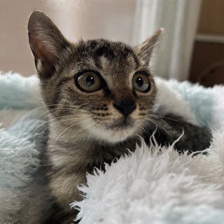 キジトラ　男の子　3ヶ月