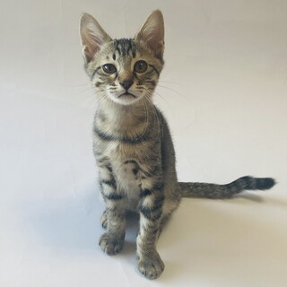 【12/3芝浦】8月生★アメショ風甘えん坊美少年